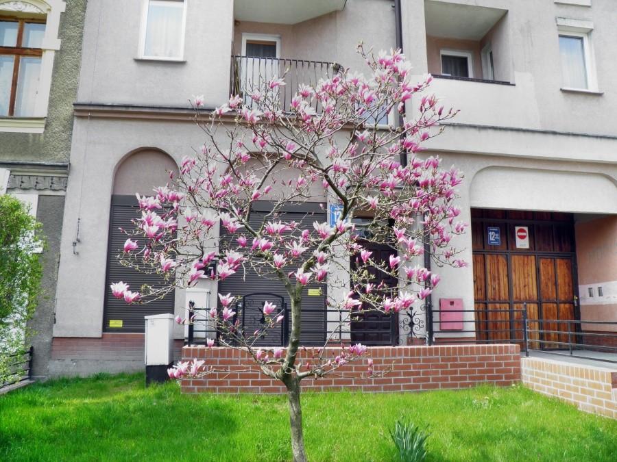 Kwitnąca magnolia z ulicy Żupańskiego.