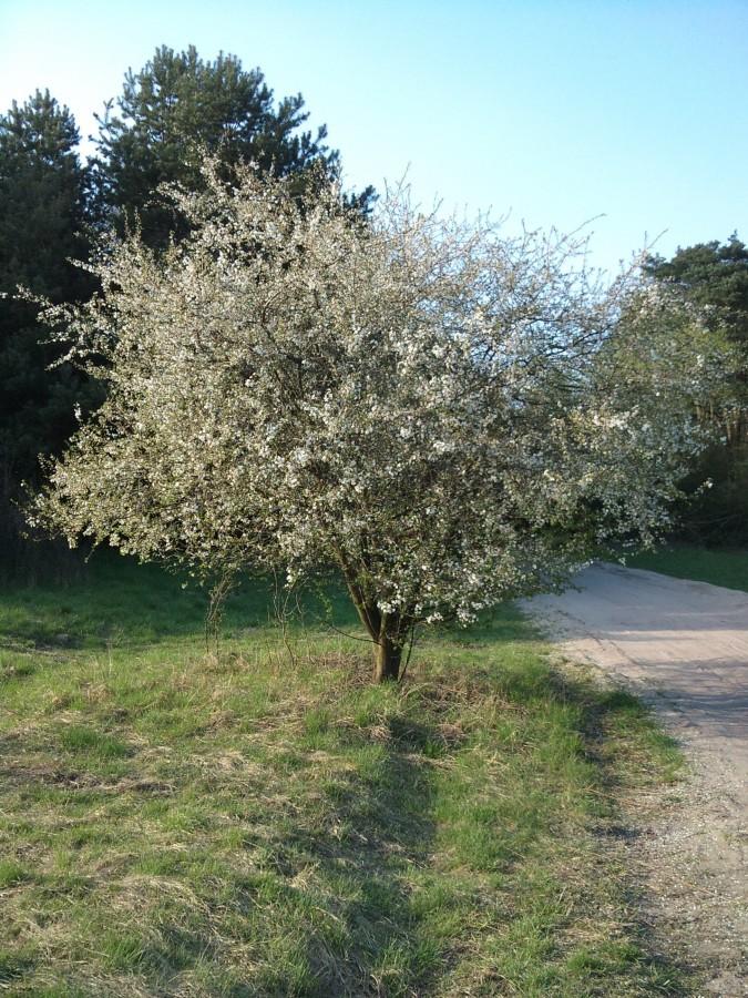 ... wiosna ,wiosna ,wiosna ach że ty ...