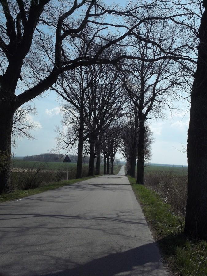 Gładka, pusta droga w cieniu dębów - do Kursztyna