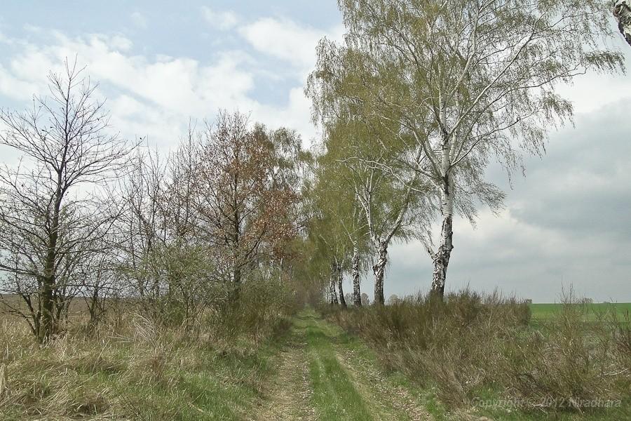 i znów polna droga