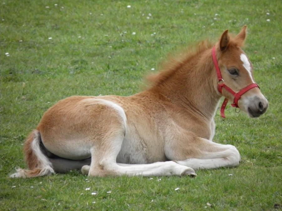 Konik spod miejscowości Grünhof .
