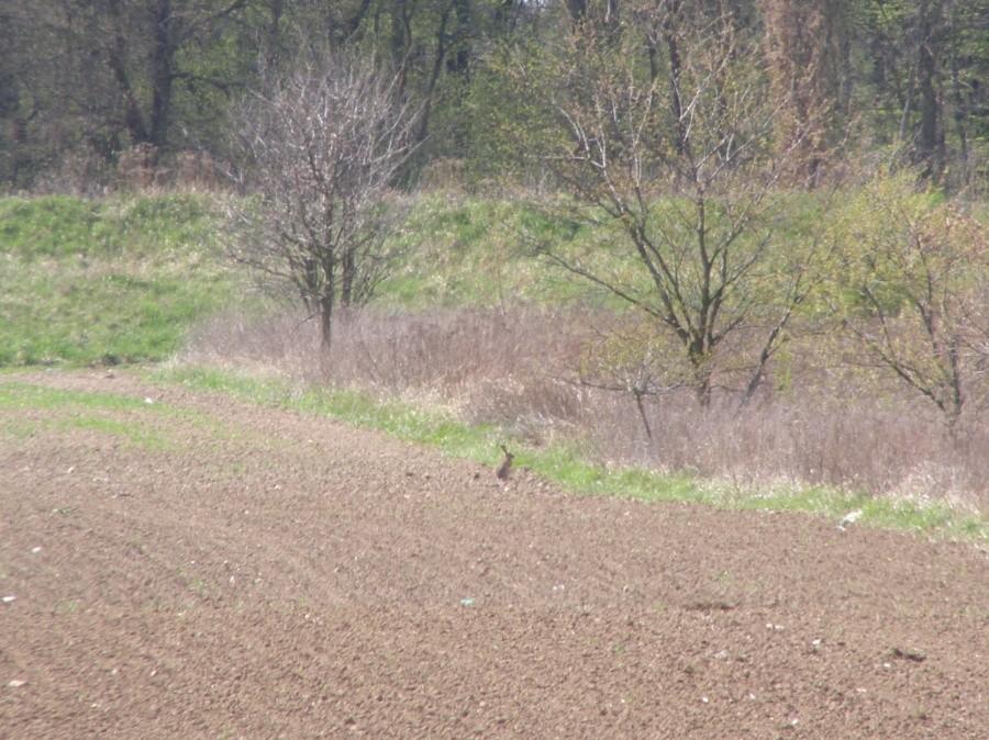 Zając nad Bystrzycą