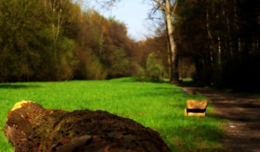 Park w Zabrzu