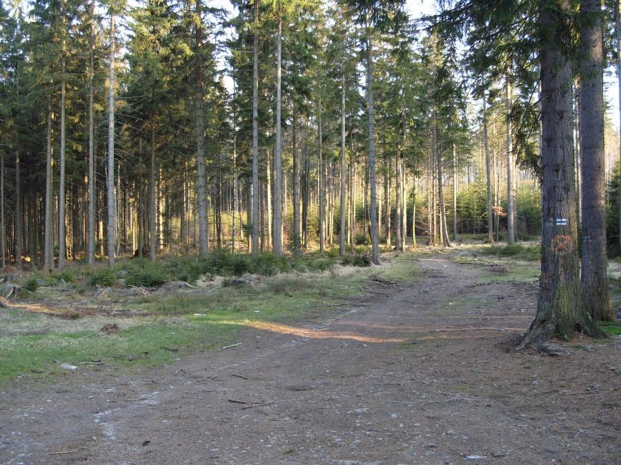 Jak by co to tymi lasami na Polanicę Górną tam gdzie grzyby będą.;)
