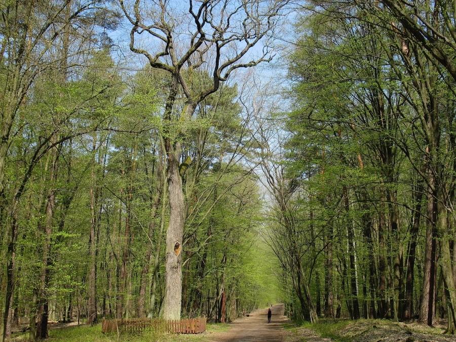 Pomnikowy dąb w Lesie Kabackim