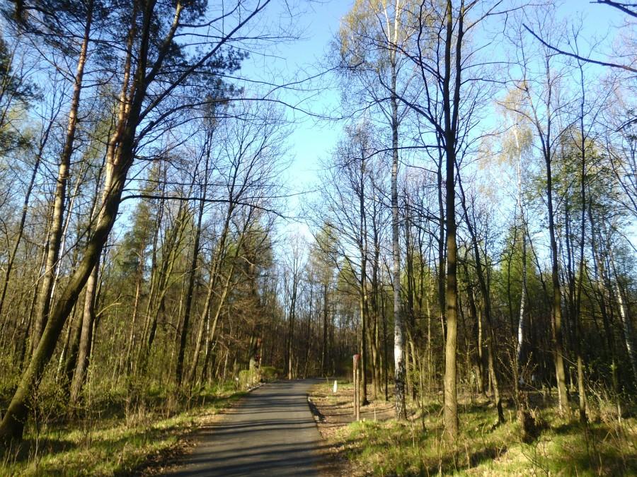 Giszowiec - Lasy