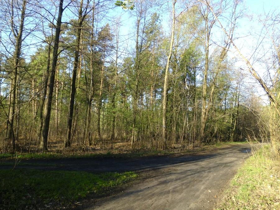 Katowice Giszowiec - Lasy