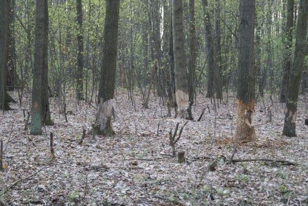 bobry zrobiły swoje