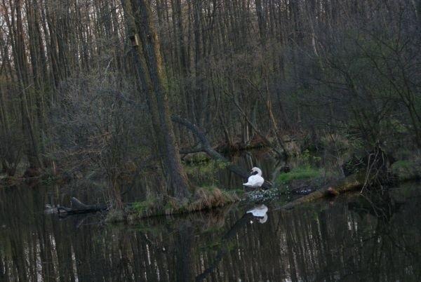 drugi łabędź