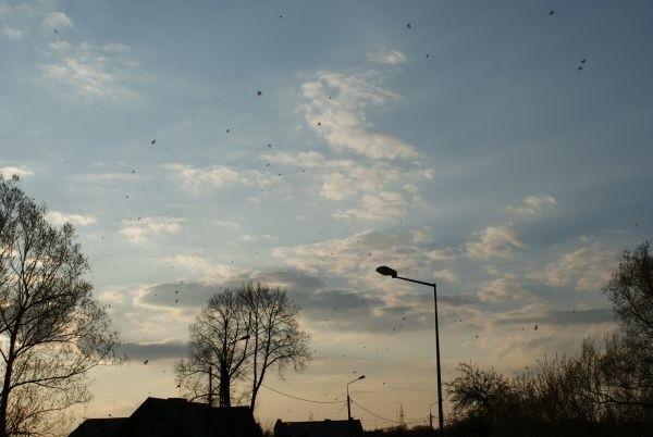 atak szarańczy, a raczej plaga