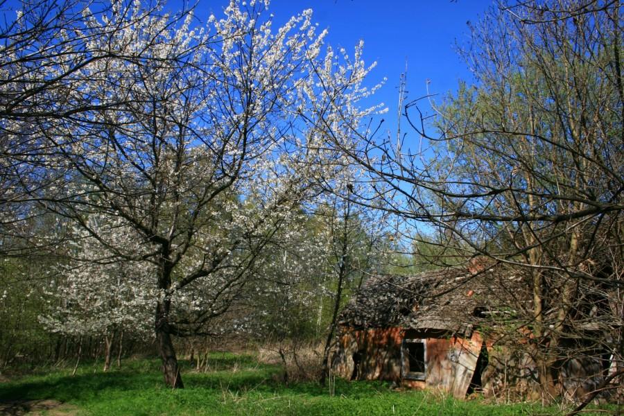 Jakaś rudera gdzieś w lesie