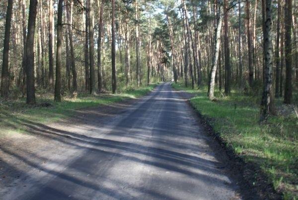 drogą przez las