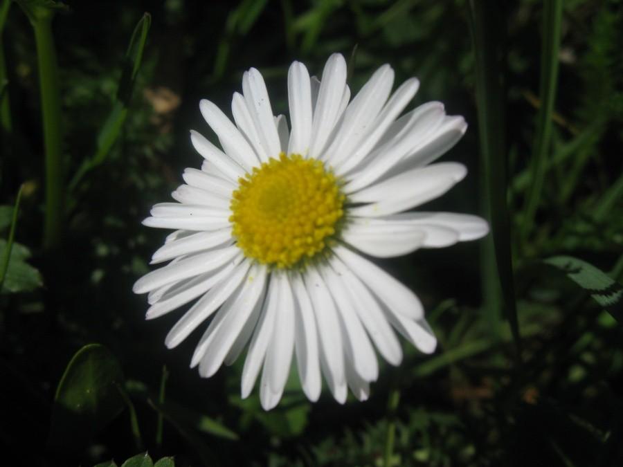 stokrotka