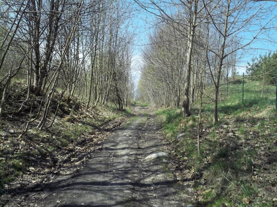 ...by ostatecznie zmienić się w leśną błotnistą dróżkę (niedaleko Miłowa)
