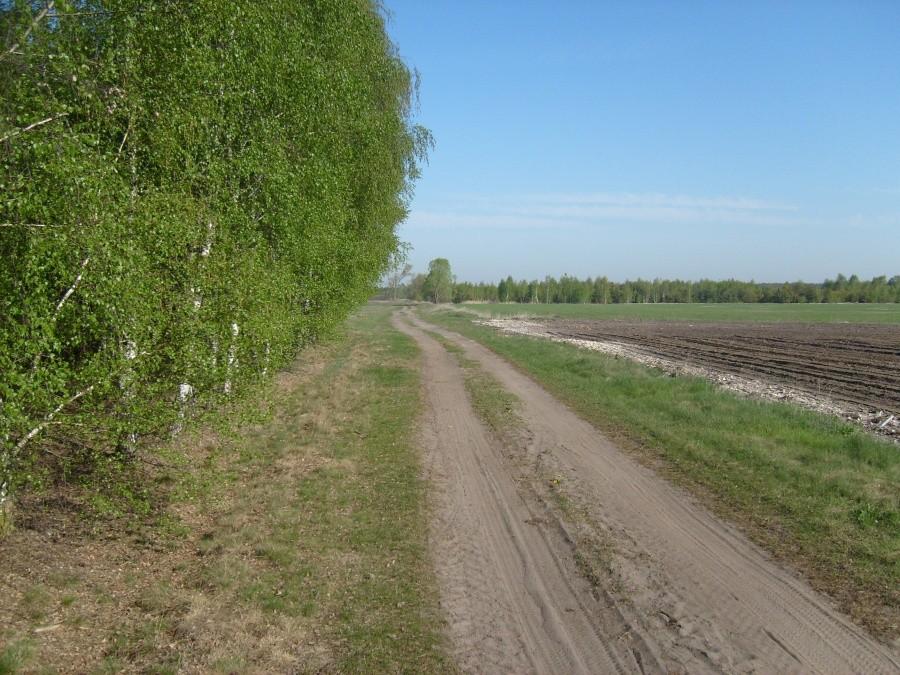 Polny wylot ze Stawiszyna