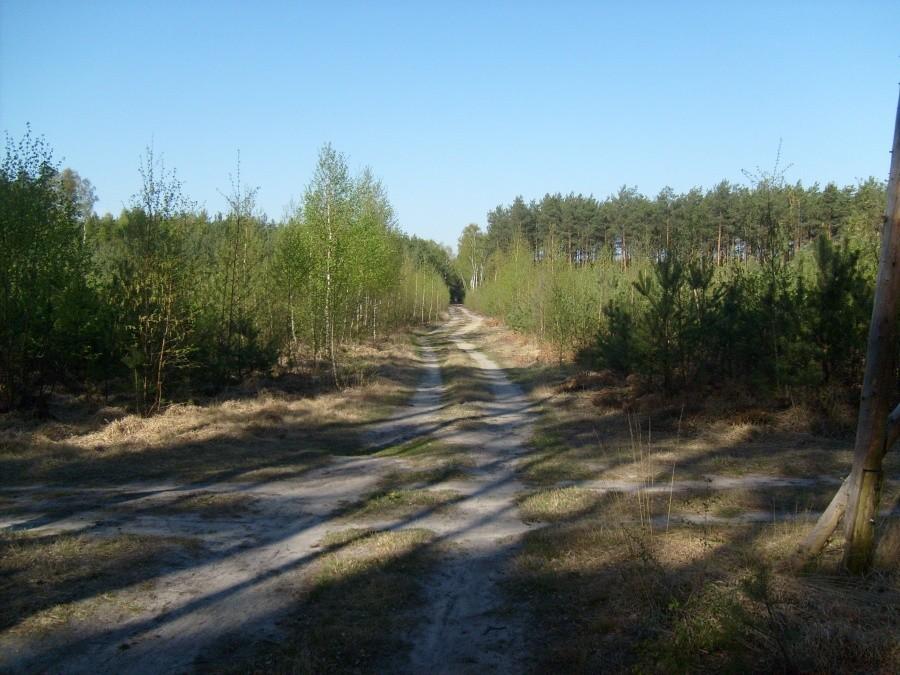 Leśna droga