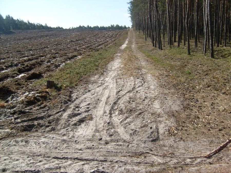 Mała leśna górka