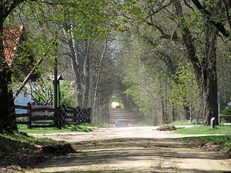 leśna prosta