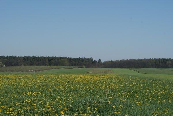 żółte pola