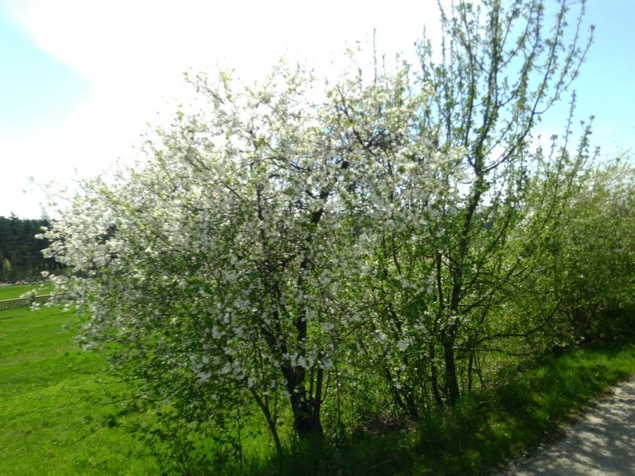 Na czerwonym szlaku na Płoki. Wiosna w pełni - krzaki kwitną.
