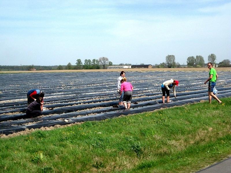 niedzielna praca w gówno sie obraca