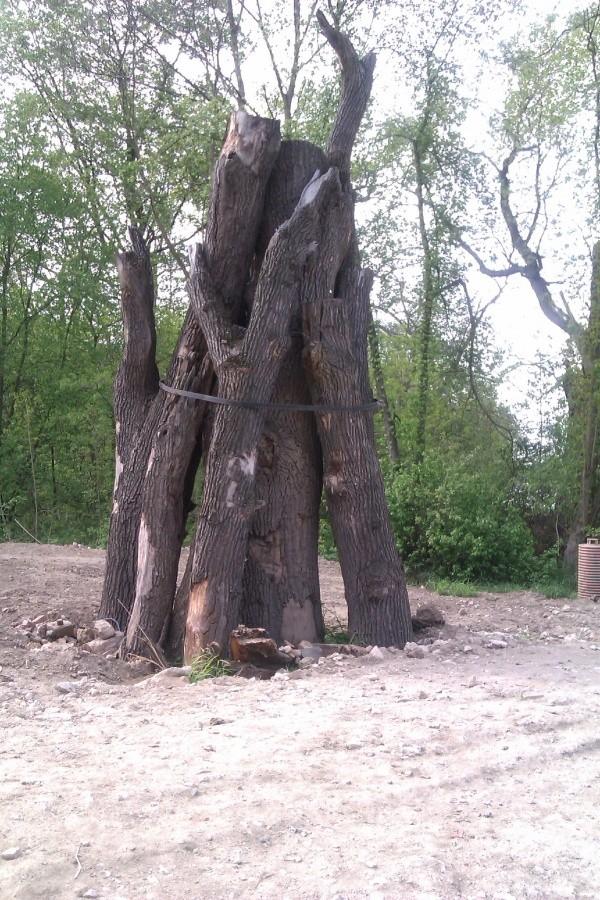 Pomnik przyrody ;)