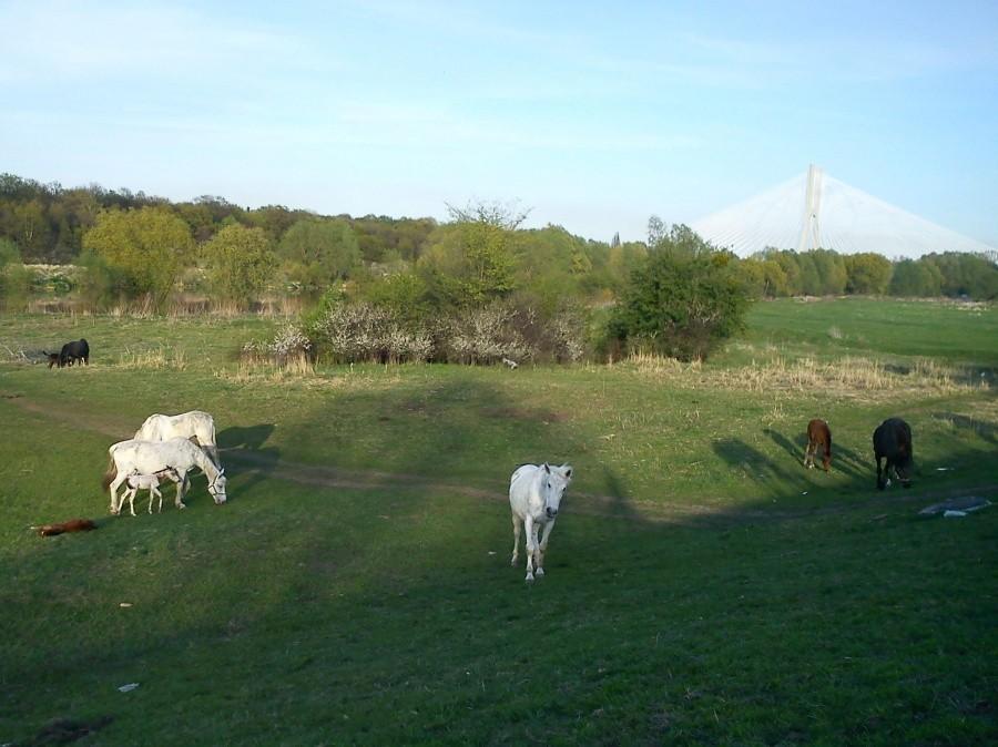 konie nad Odrą
