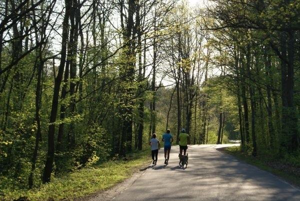 w Spale taki wodk to codzienność, dziś trenują chodziarze
