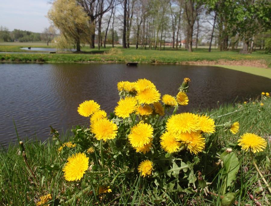 Mlecze nad stawami