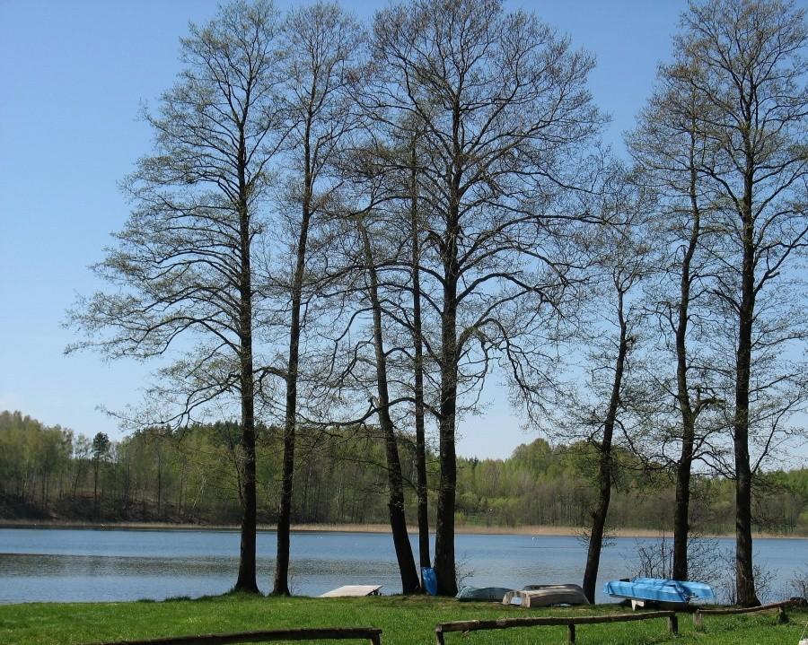 Olsza czarna