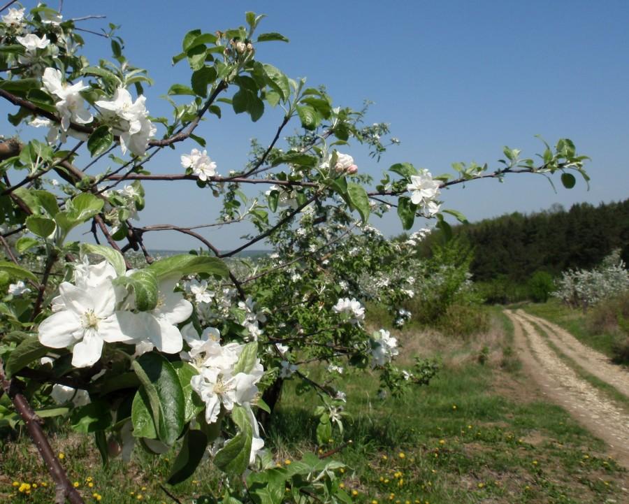 Kwiaty jabłoni