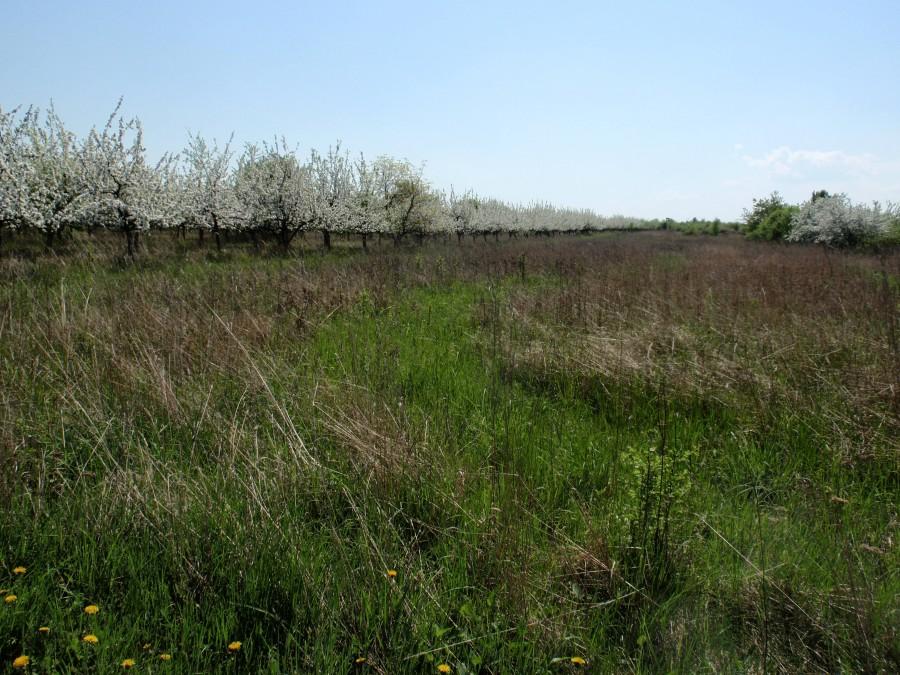 Kwitnące sady