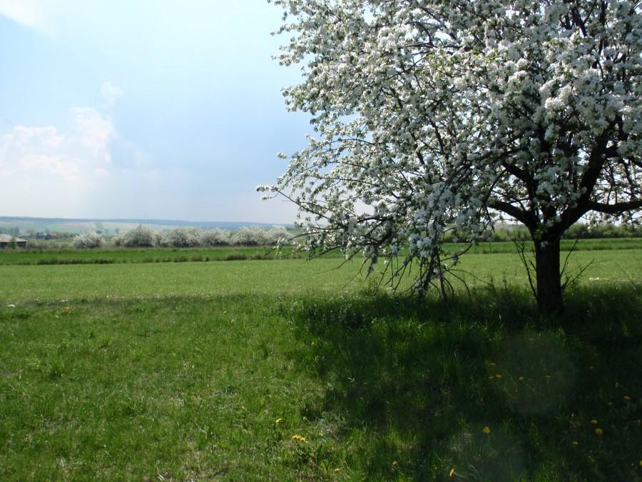 Kwitną jabłonie