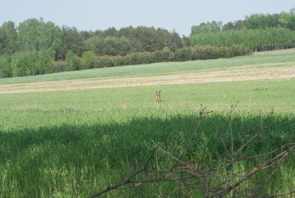 zając ucieka