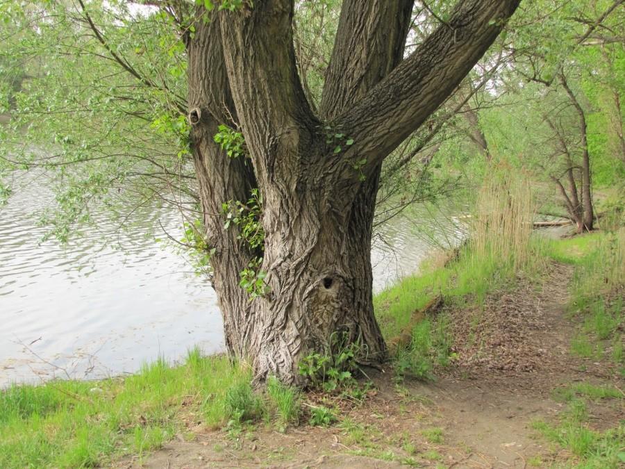Podoba mi się kora na tym drzewie