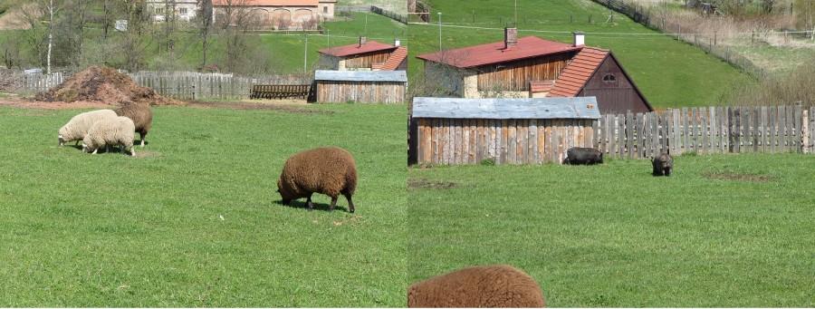 Milczenie owiec i atak wietnamskich świń czyli Bożanov.