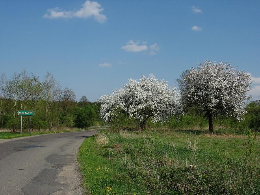 Kwitnące jabłonie w Nowych Raciborach