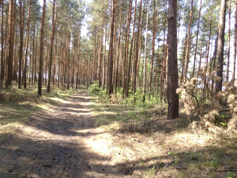 W drodze na Ryszkę