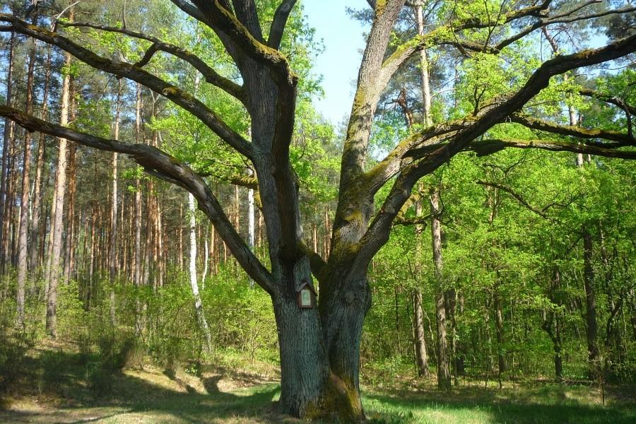 Dąb św Teresy