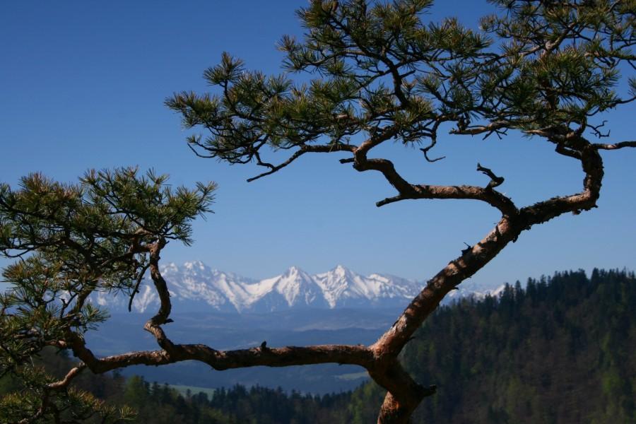 Najbardziej znana sosna, czyli Tatry z Sokolicy