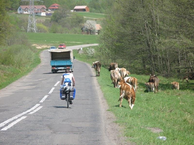 Krowy biegały sobie luzem.