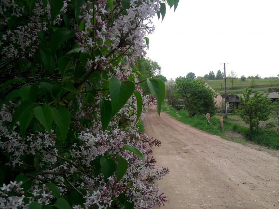 Najpopularniejsze rośłiny na szlaku w kujawsko-pomorskim...