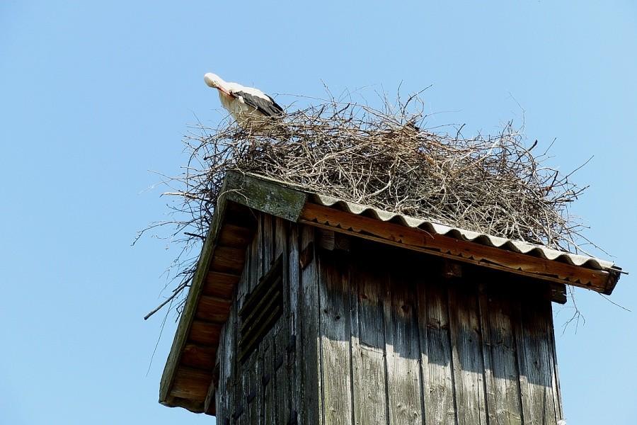 Gniazdo bocianie na starej kuźni w Jelonkach