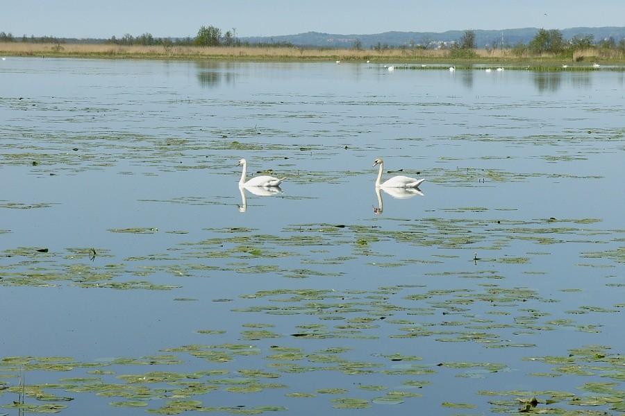 Teren rezerwatu Jezioro Drużno.
