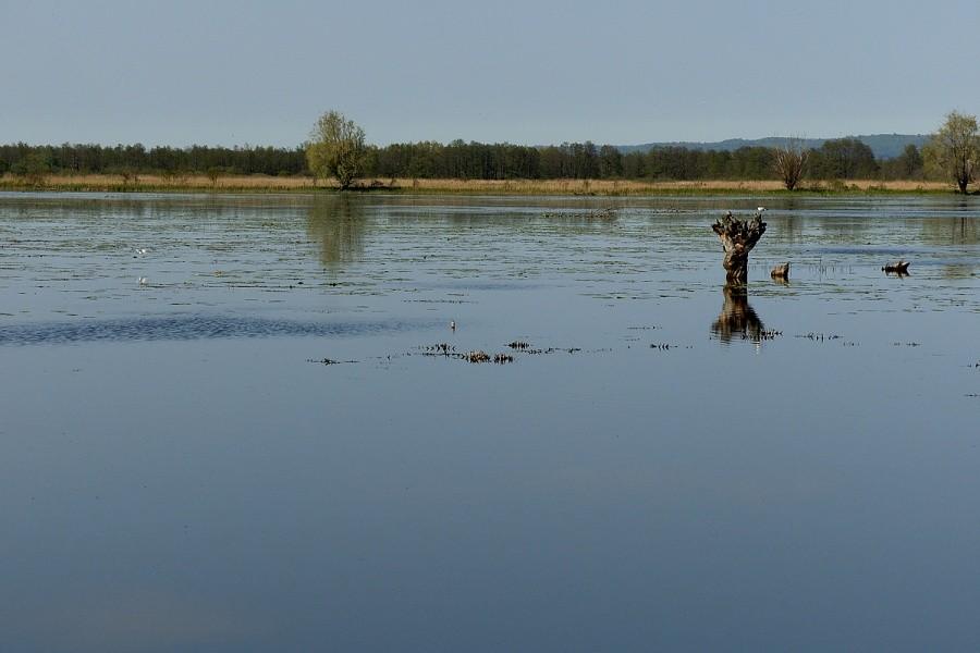Jezioro Drużno