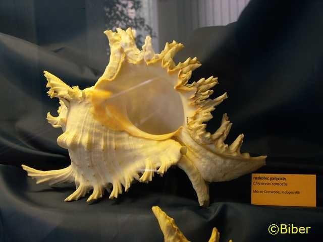 Niecodzienny eksponat jak na Muzeum Czynu Powstańczego :)