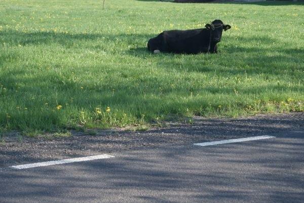 muuuuuu