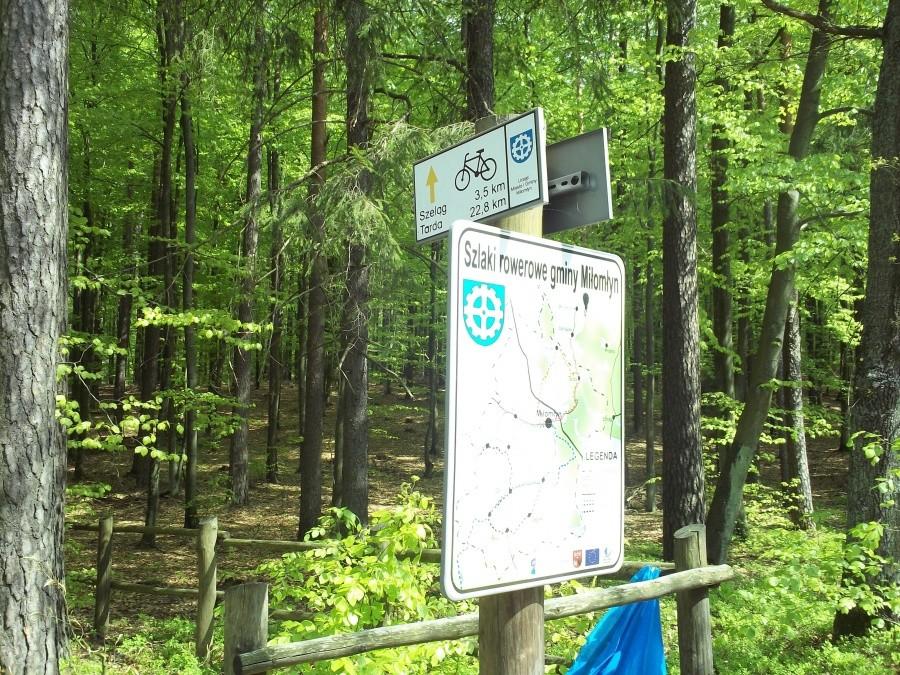 Drogowskazy rowerowe w lesie n. Miłomłyna