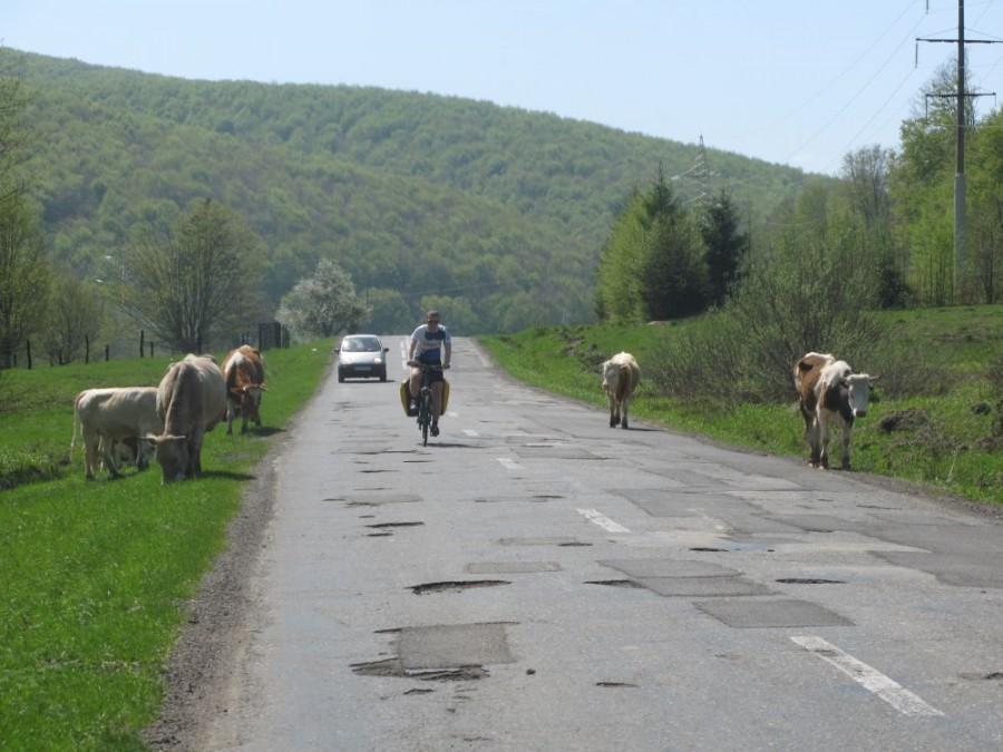 przeszkody na drodze...krowy i dziury nie było lekko