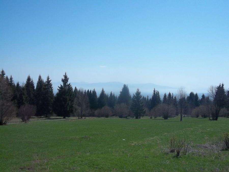 widoczek